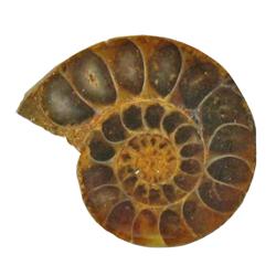 35.12ct Opalized Prehistoric Ammonite Jewelry Cut Half (GEM-22406)