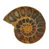 35.12ct Opalized Prehistoric Ammonite Jewelry Cut Half (GEM-22406)
