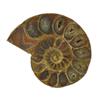 29.14ct Opalized Prehistoric Ammonite Jewelry Cut Half (GEM-22407)