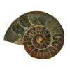 42.55ct Opalized Prehistoric Ammonite Jewelry Cut Half (GEM-22403)