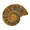 21.02ct Opalized Prehistoric Ammonite Jewelry Cut Half (GEM-22410)