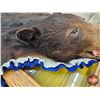 Image 11 : Black Bear Rug (Measures : 76"L x 72"W)