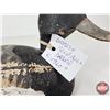Image 10 : Wooden Duck Decoy (Consignor Tag - Working Blue Bill Drake c. 1940's)  (Measures : 6-1/4"H x 5-1/2"W