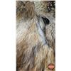 Image 4 : Fur Coat : Muskrat & Possibly Coyote or Fox Collar and Bottom Trim : Size Unknown (Note : Seam Separ