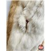 Image 8 : Fur Coat : Rabbit : Opera Brand : Size Small  (Note : Hole in Left Hand Sleeve Elbow)