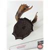 Image 5 : Vintage Moose Head Wall Ornament : Made in France : Moulded Plastic (Measures : 14"H)