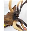 Image 5 : Vintage Deer Head Hat Rack : Moulded Plastic  (Measures : 21"H x 20-1/2"W x 9-1/4"D)