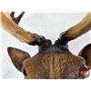Image 6 : Vintage Deer Head Hat Rack : Moulded Plastic  (Measures : 21"H x 20-1/2"W x 9-1/4"D)