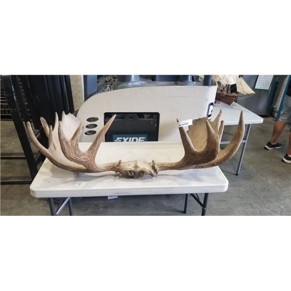 4 FOOT WIDE ANTLER RACK