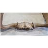 Image 4 : 4 FOOT WIDE ANTLER RACK