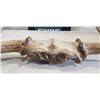 Image 5 : 4 FOOT WIDE ANTLER RACK