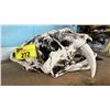 Image 1 : HUESO ART CRUSHED BONE POWDER & RESIN REPLICA SABRETOOTH TIGER SKULL