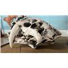 Image 3 : HUESO ART CRUSHED BONE POWDER & RESIN REPLICA SABRETOOTH TIGER SKULL