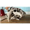 Image 4 : HUESO ART CRUSHED BONE POWDER & RESIN REPLICA SABRETOOTH TIGER SKULL