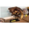 Image 1 : REPLICA RESIN SABRETOOTH TIGER SKULL WITH STAND