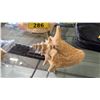 Image 3 : (3) ASSTD. CONCH SHELLS: LARGEST IS APPROX. 9" LONG X 4.5" TALL