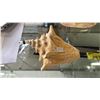 Image 4 : (3) ASSTD. CONCH SHELLS: LARGEST IS APPROX. 9" LONG X 4.5" TALL