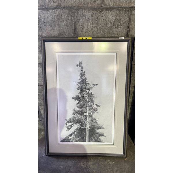 FRAMED PHOTOGRAPHIC TREE PRINT
