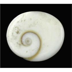 7.29ct Rare Gomti Chakra Shell (GEM-20786)