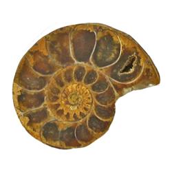 21.02ct Opalized Prehistoric Ammonite Jewelry Cut Half (GEM-22410)