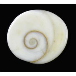 13.42ct Rare Gomti Chakra Shell (GEM-20790)