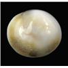 Image 2 : 13.42ct Rare Gomti Chakra Shell (GEM-20790)