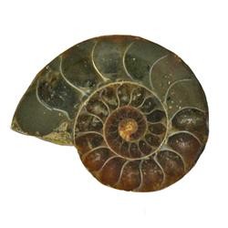 42.55ct Opalized Prehistoric Ammonite Jewelry Cut Half (GEM-22403)