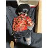 Image 6 : Gailz Collectibles KnuckleDolls Asian Boy Doll with COA and Box