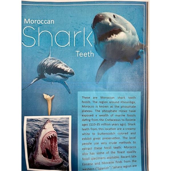Moroccan Shark Tooth fossil