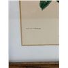 Image 5 : Floral Prints by P.J. Redoute