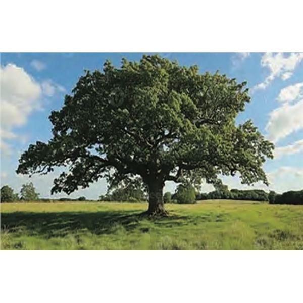 Oak Tree