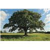 Image 1 : Oak Tree