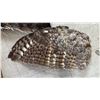 Image 2 : SHELF OF ASSORTED BIRD FEATHERS