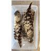 Image 4 : SHELF OF ASSORTED BIRD FEATHERS