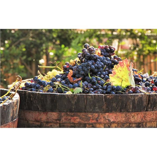 Private Bordeaux Wine Estate Getaway