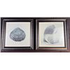 Image 1 : Allen B Carter Framed Shell Prints, Signed