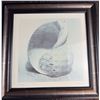 Image 4 : Allen B Carter Framed Shell Prints, Signed