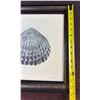 Image 7 : Allen B Carter Framed Shell Prints, Signed