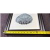 Image 8 : Allen B Carter Framed Shell Prints, Signed