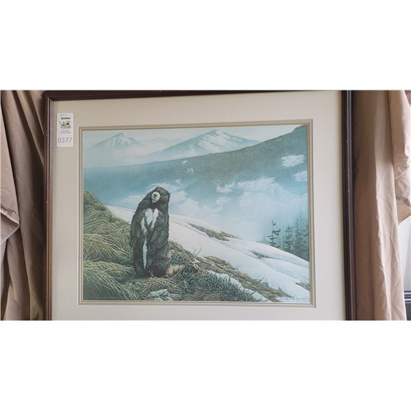 S1 Vancouver Island Marmot by Michael Dumas B