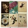 Image 4 : Insects on Postcards 55+