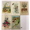 Image 2 : Insects on Greeting Postcards 40+
