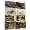 Image 3 : Reptiles on Postcards Approx. 90