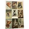 Image 2 : Animals - Dogs Approx. 50