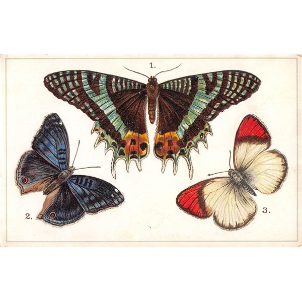 Group of 6 Tuck Butterfly Postcards