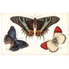 Image 1 : Group of 6 Tuck Butterfly Postcards