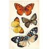 Image 2 : Group of 6 Tuck Butterfly Postcards