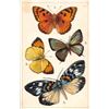 Image 3 : Group of 6 Tuck Butterfly Postcards