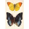 Image 4 : Group of 6 Tuck Butterfly Postcards