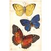 Image 5 : Group of 6 Tuck Butterfly Postcards